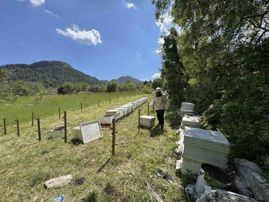 Antalya’da Arı Kovanlarına Dadanan Ayılara Elektrik Telli Önlem