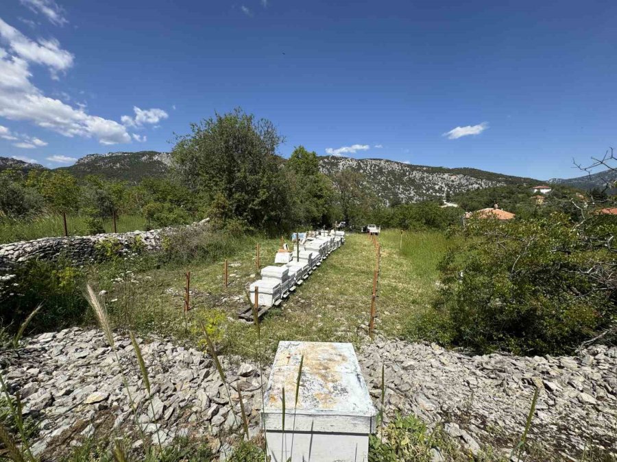 Antalya’da Arı Kovanlarına Dadanan Ayılara Elektrik Telli Önlem