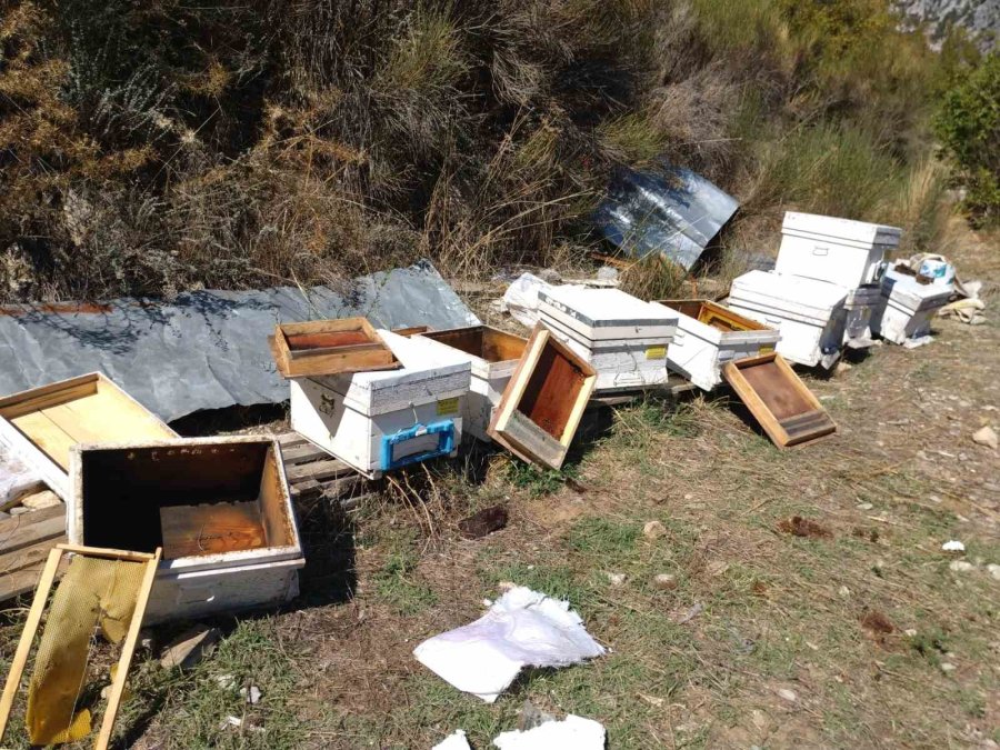 Antalya’da Arı Kovanlarına Dadanan Ayılara Elektrik Telli Önlem