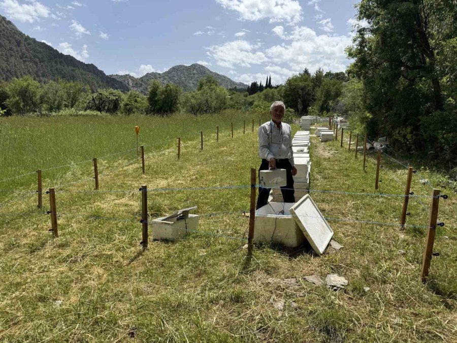 Antalya’da Arı Kovanlarına Dadanan Ayılara Elektrik Telli Önlem