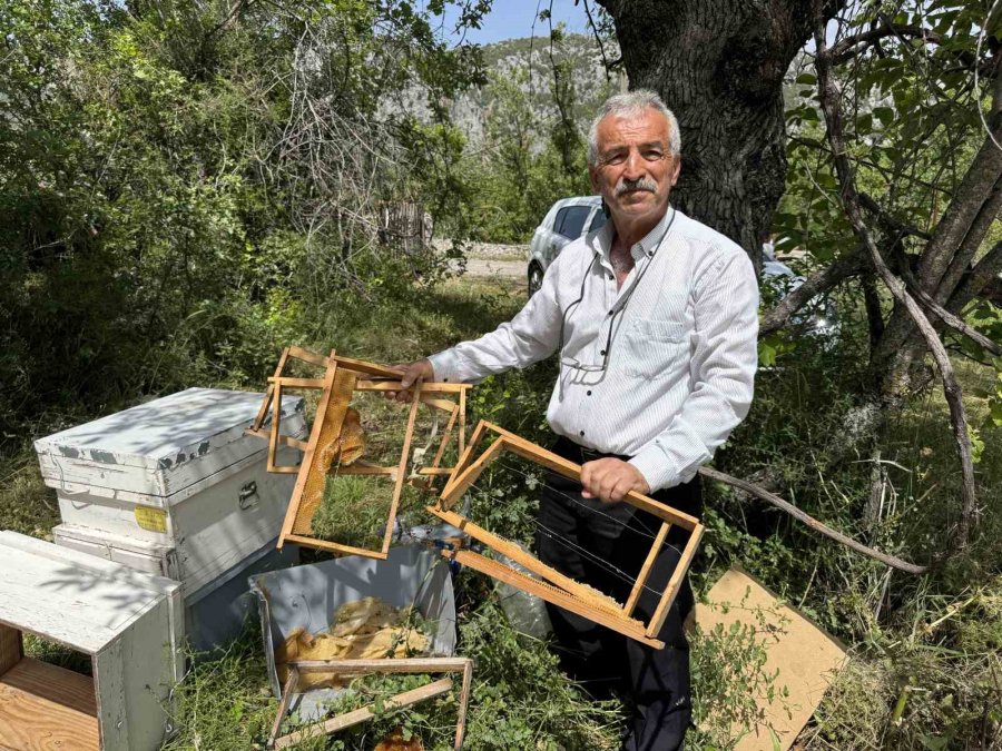 Antalya’da Arı Kovanlarına Dadanan Ayılara Elektrik Telli Önlem