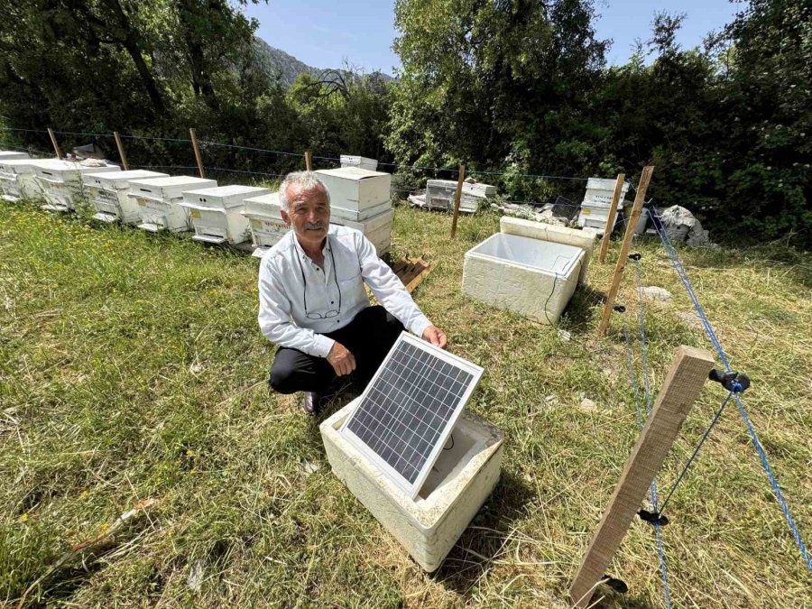 Antalya’da Arı Kovanlarına Dadanan Ayılara Elektrik Telli Önlem