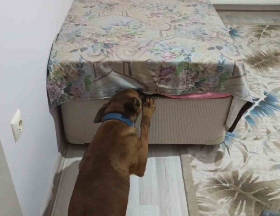 Önce Kokladı, Sonra Patisiyle Uyuşturucuyu İşaret Etti