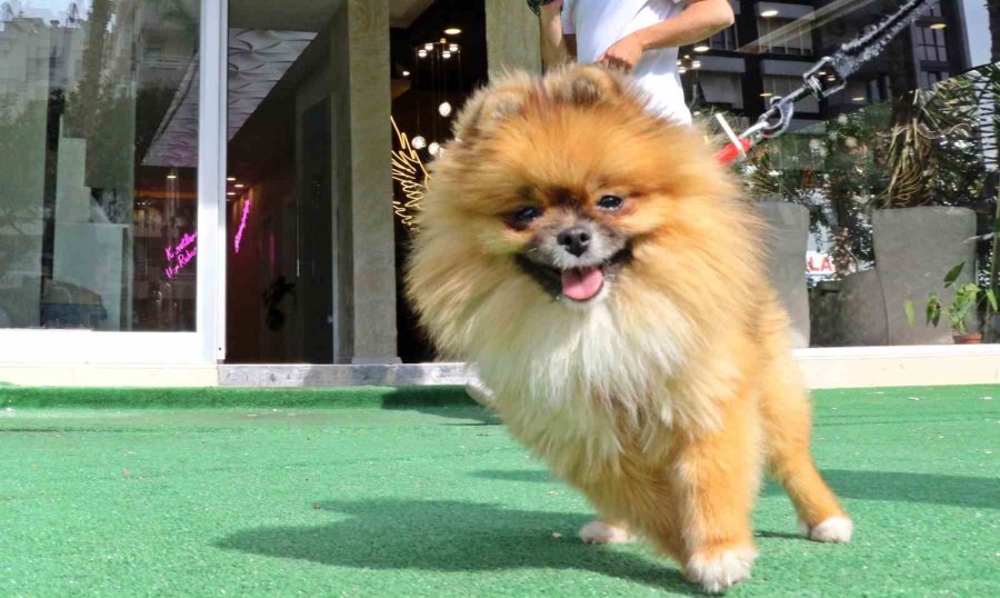 Güzellik Yarışmasında Birinci Seçilip Kaybolan Köpek Bulundu, Sahipleri Sevince Boğuldu