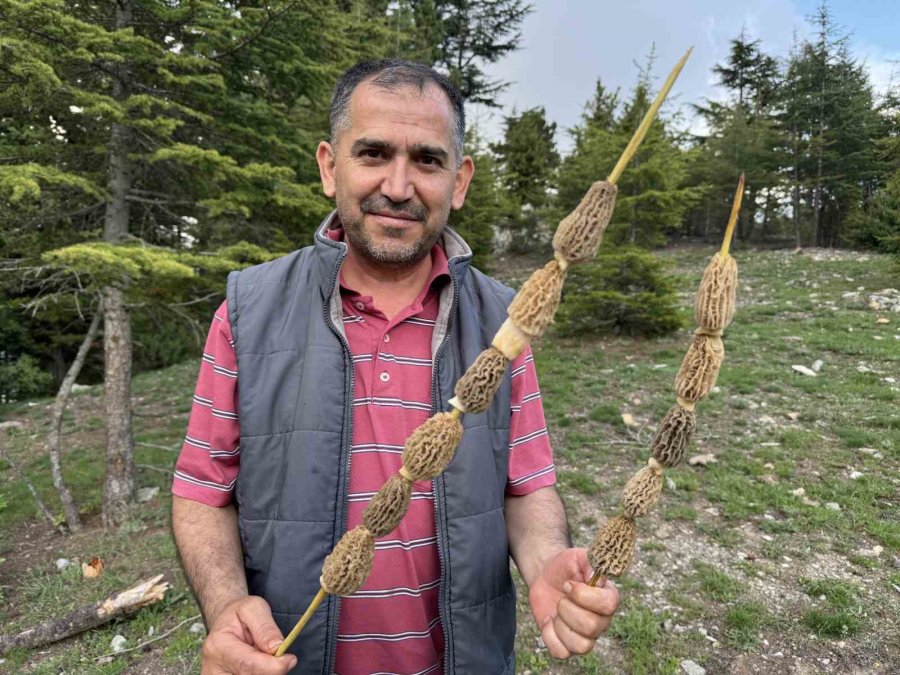 Toplaması Bir Tutku: Torosların Bereketi "kuzugöbeği" Mantarı