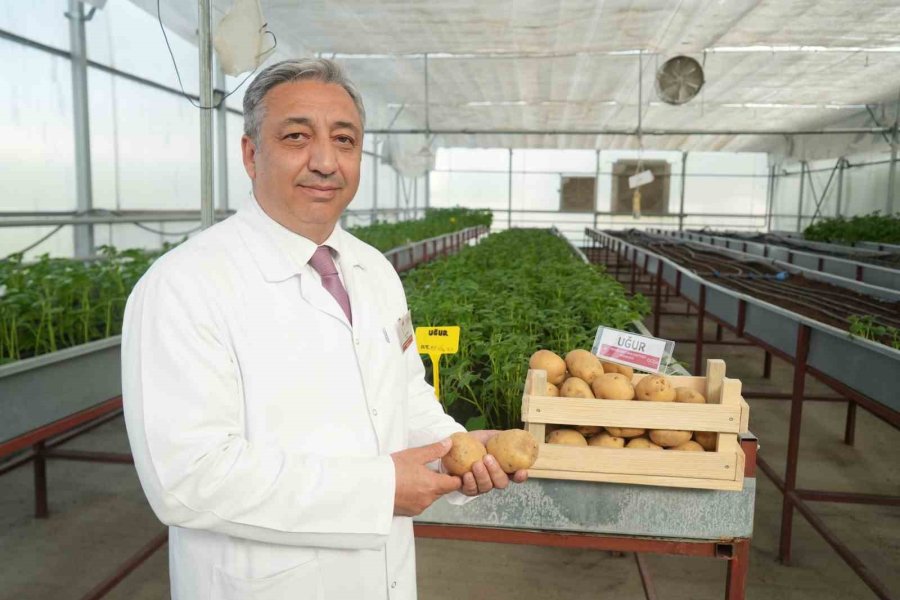 Cipslik Yerli Patates ’uğur’ Tescillendi