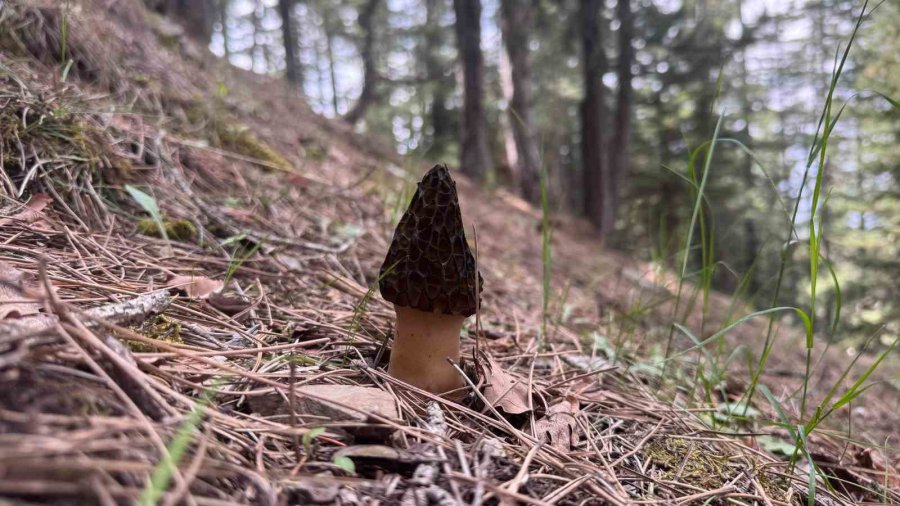 Toplaması Bir Tutku: Torosların Bereketi "kuzugöbeği" Mantarı