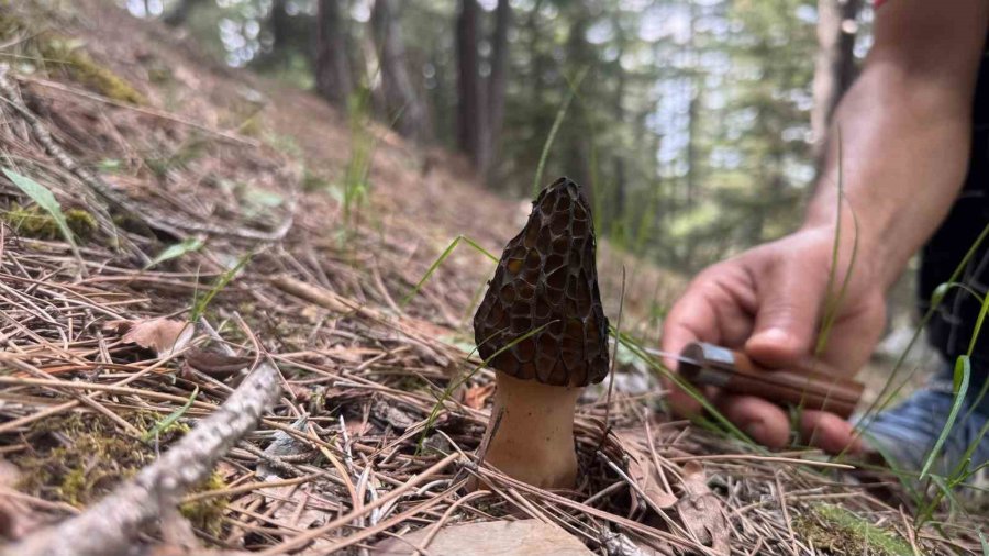 Toplaması Bir Tutku: Torosların Bereketi "kuzugöbeği" Mantarı