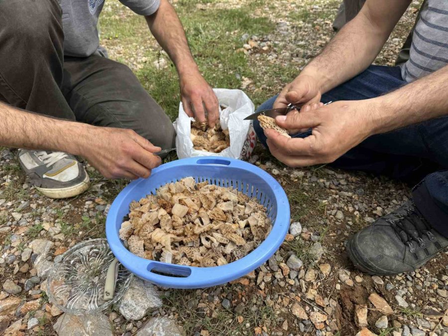 Toplaması Bir Tutku: Torosların Bereketi "kuzugöbeği" Mantarı