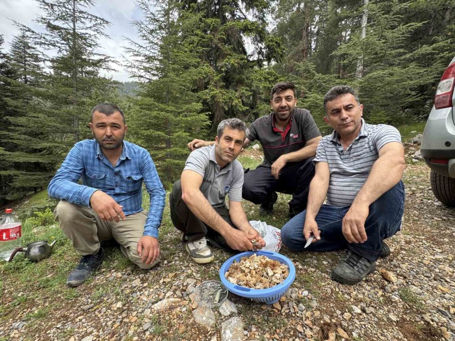 Toplaması Bir Tutku: Torosların Bereketi "kuzugöbeği" Mantarı