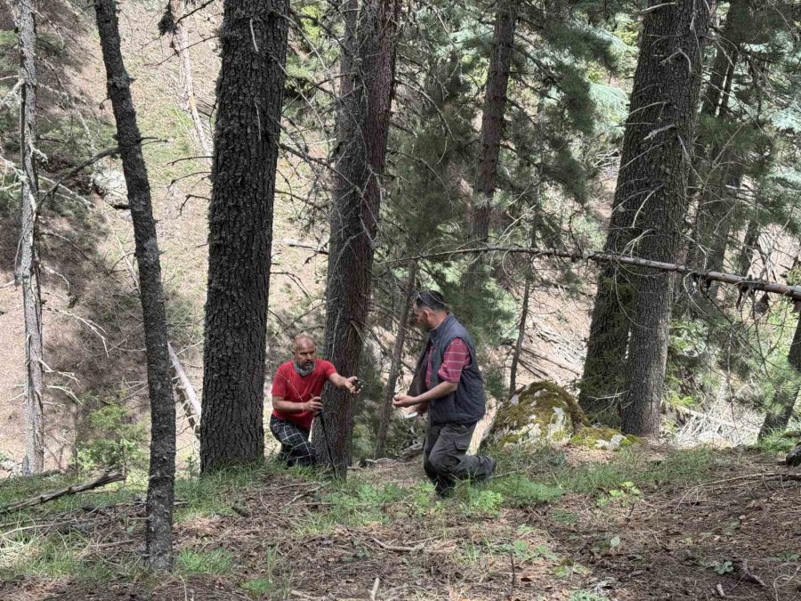 Toplaması Bir Tutku: Torosların Bereketi "kuzugöbeği" Mantarı