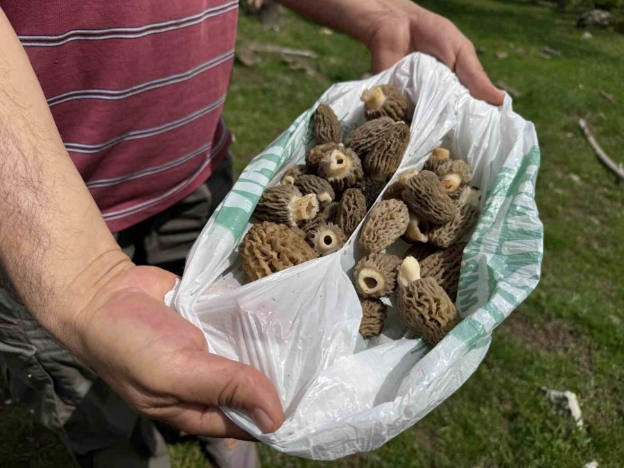 Toplaması Bir Tutku: Torosların Bereketi "kuzugöbeği" Mantarı