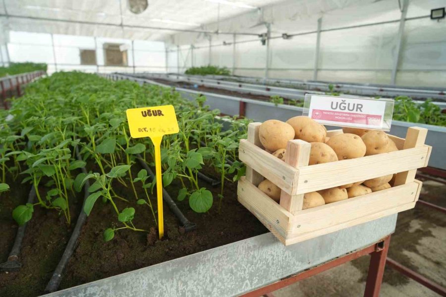 Cipslik Yerli Patates ’uğur’ Tescillendi