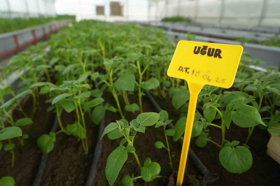 Cipslik Yerli Patates ’uğur’ Tescillendi