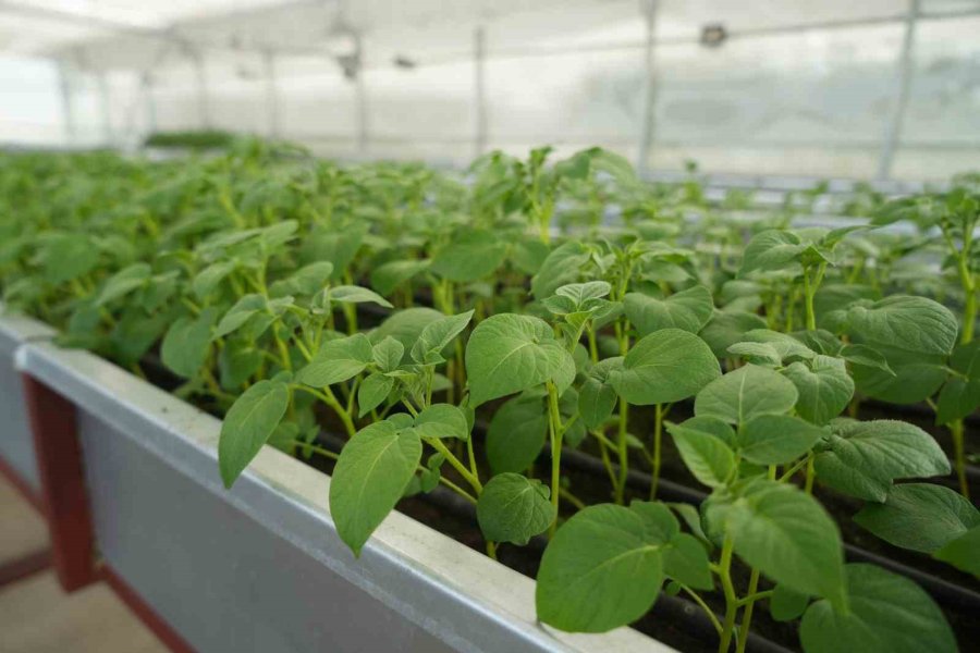 Cipslik Yerli Patates ’uğur’ Tescillendi