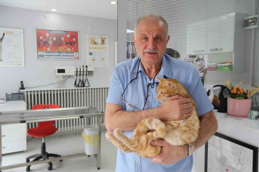 Kedisini Veterinere Yetiştirmeye Çalışırken Trafik Cezası Yedi, İtiraz Etti