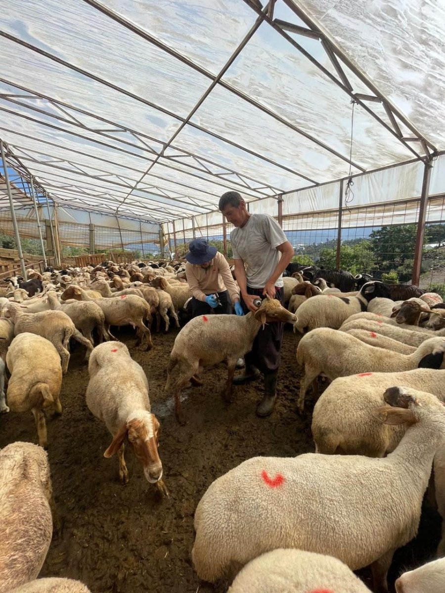 Kurbanlık Denetimleri Başladı