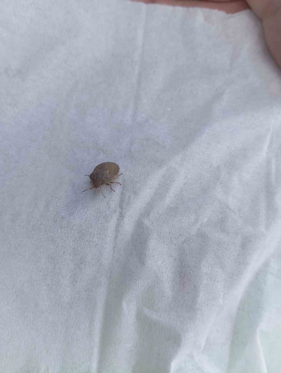 Ereğli’de Süne Kımıl Sürvey Çalışmaları Başladı