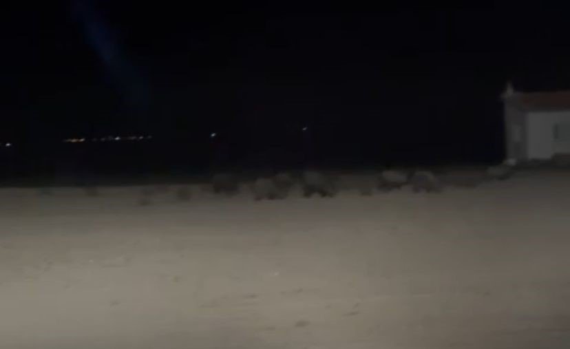 Konya’da Tarım Alanlarında Domuz Nöbeti