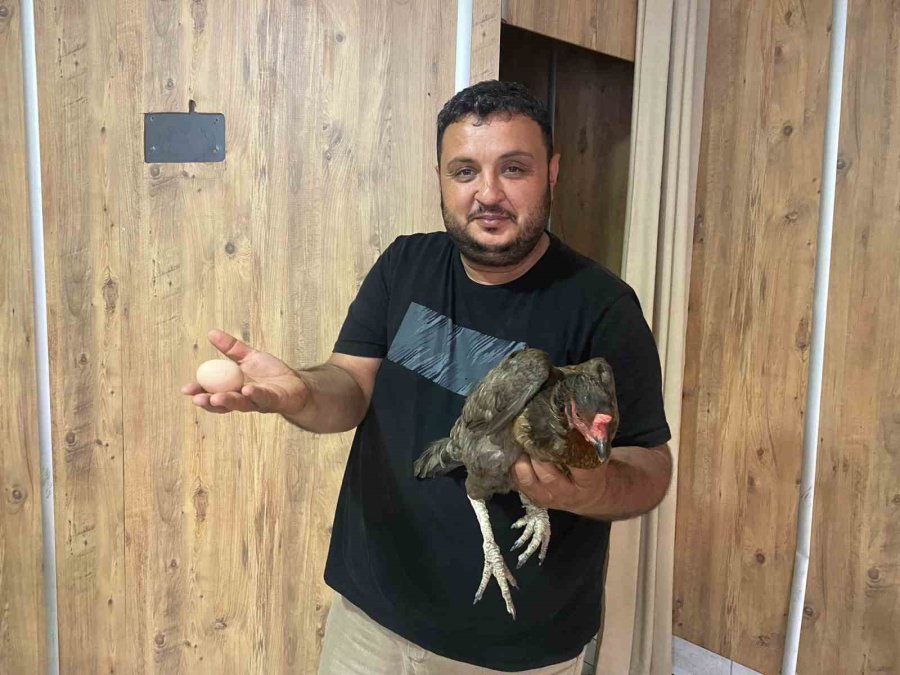 Tavuğun Cesareti Dönerciyi Şaşkına Çevirdi: Yumurtlamak İçin Tavuk Dönerciyi Seçti