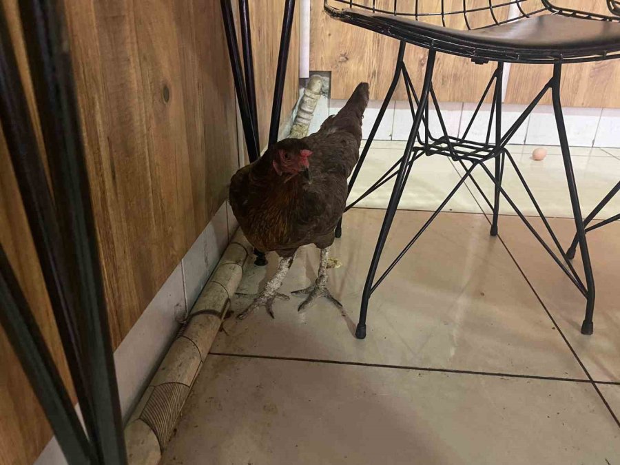 Tavuğun Cesareti Dönerciyi Şaşkına Çevirdi: Yumurtlamak İçin Tavuk Dönerciyi Seçti