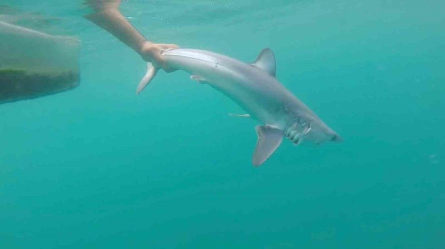 Oltasına Köpek Balığı Takıldı, Yeniden Denize Bıraktı