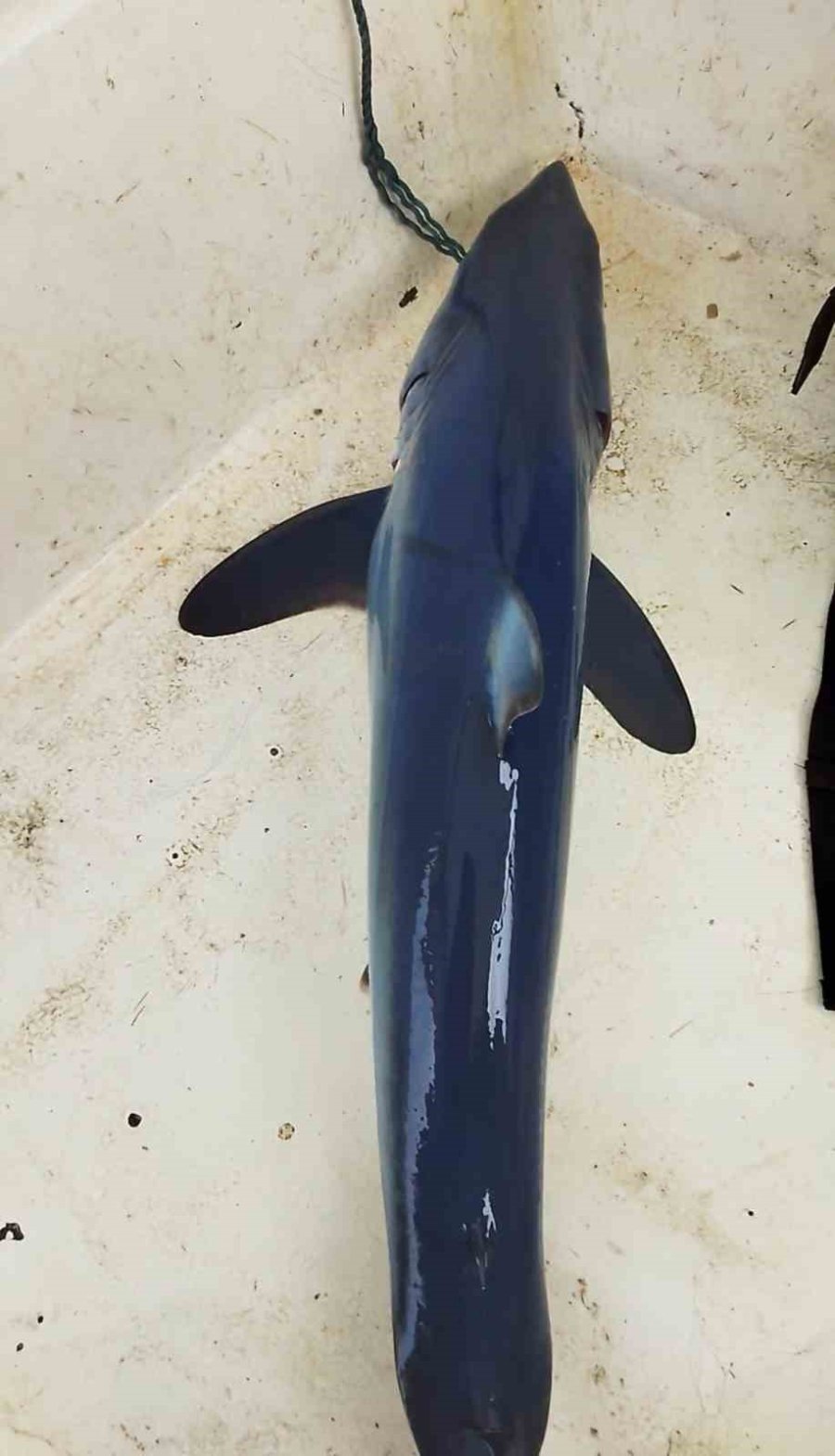 Oltasına Köpek Balığı Takıldı, Yeniden Denize Bıraktı