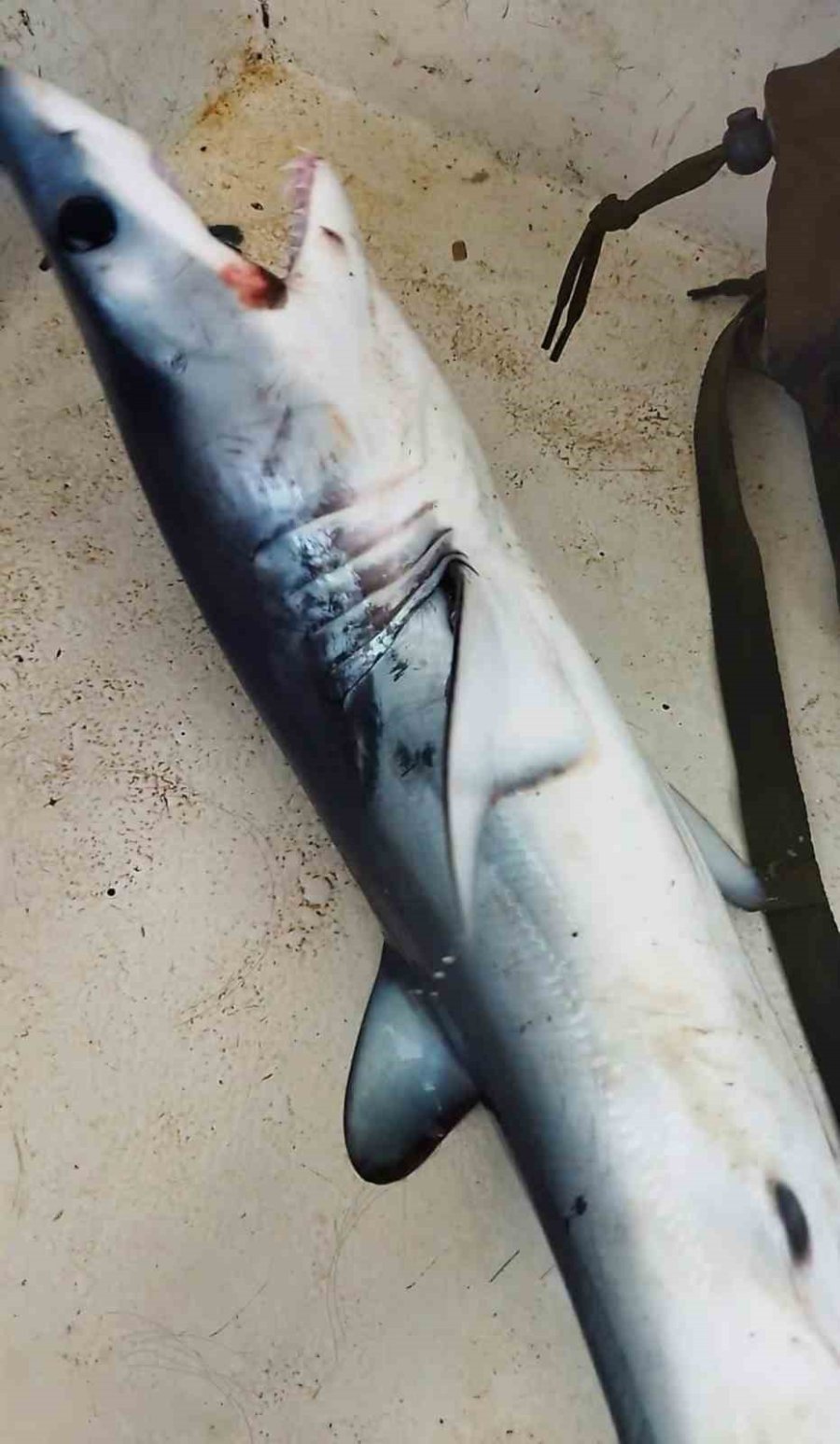 Oltasına Köpek Balığı Takıldı, Yeniden Denize Bıraktı