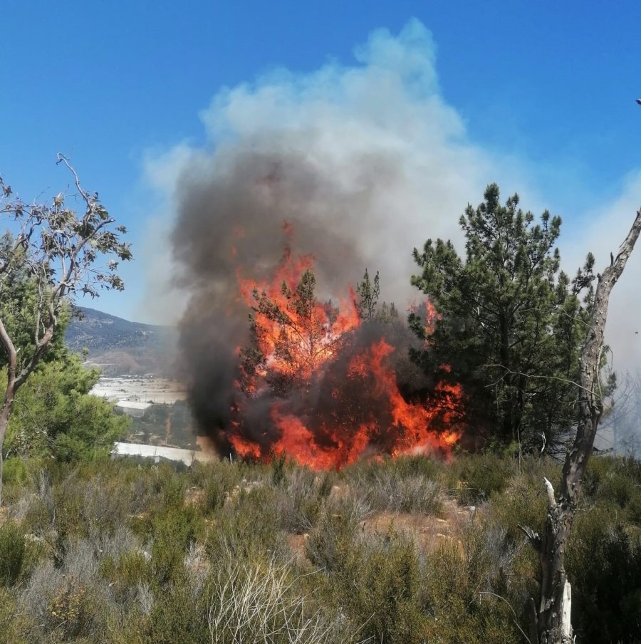 Mersin’de Çıkan Yangınlarda 14 Dönüm Alan Zarar Gördü
