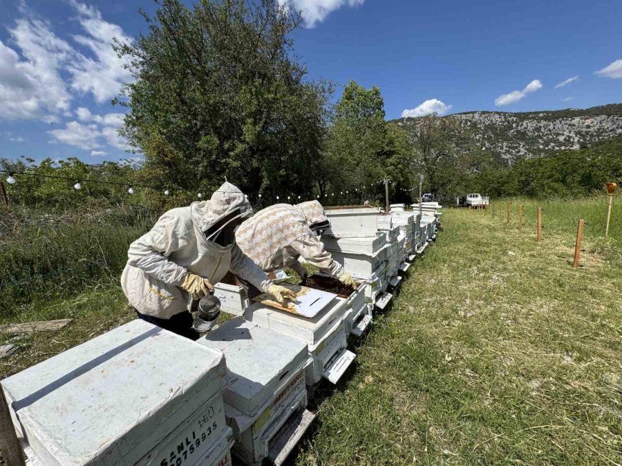 Antalya’da Arıcılar Yeni Sezona Hazırlanıyor