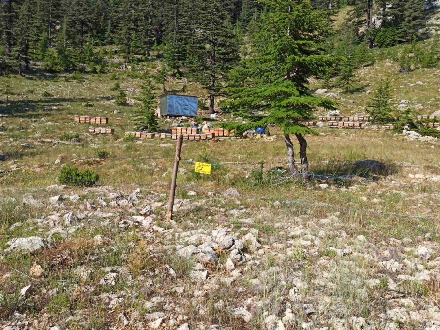 Gazipaşa’da Arıcıların Yayla Mesaisi Başlıyor
