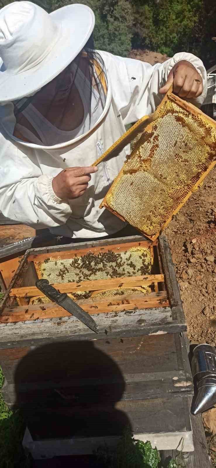 Gazipaşa’da Arıcıların Yayla Mesaisi Başlıyor