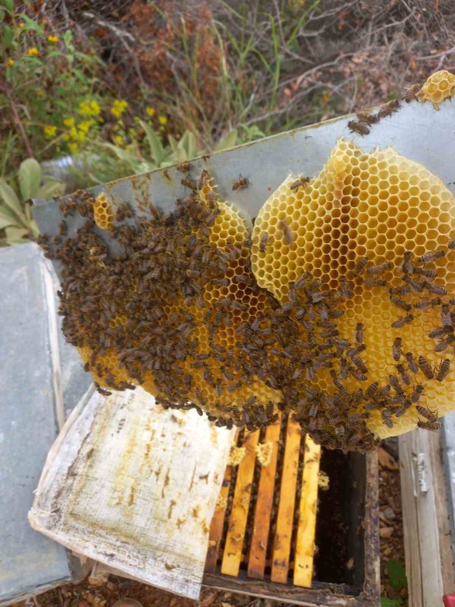 Gazipaşa’da Arıcıların Yayla Mesaisi Başlıyor