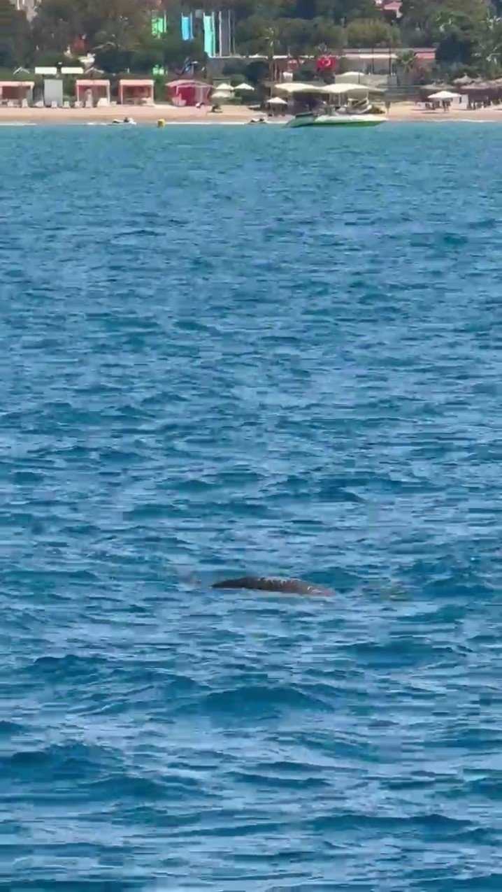 Side Açıklarında Akdeniz Foku Görüntülendi, Turistler Hayretler İçinde İzledi