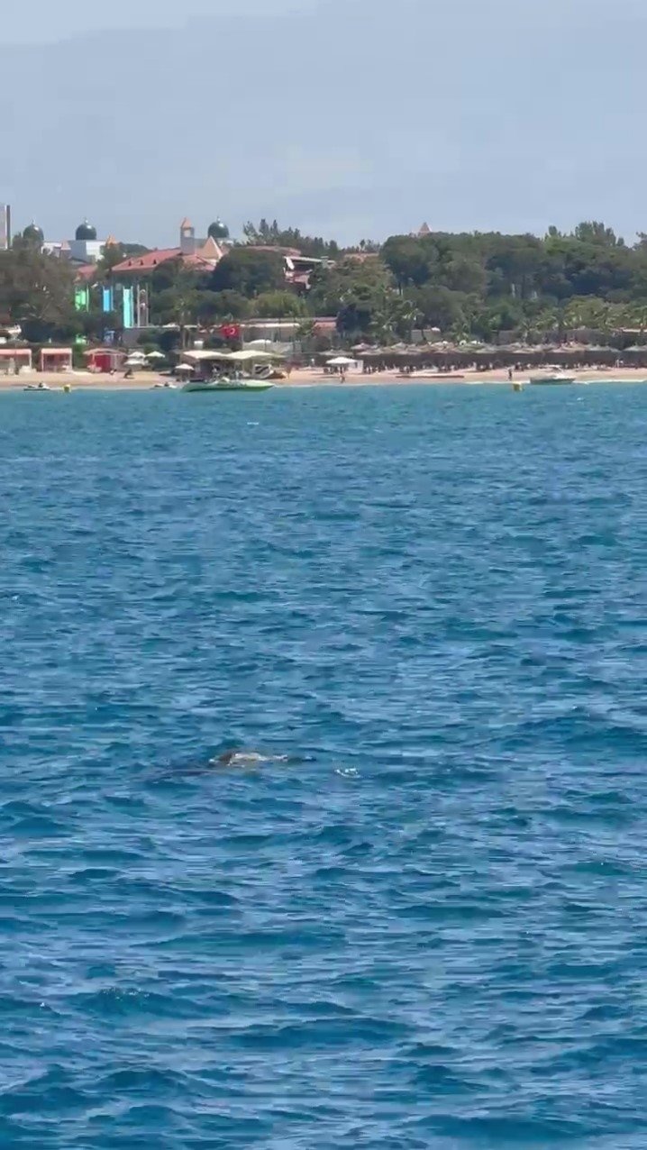 Side Açıklarında Akdeniz Foku Görüntülendi, Turistler Hayretler İçinde İzledi