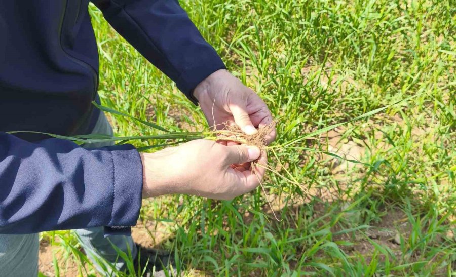 Beyşehir’in Tarım Alanları Yakın Takipte