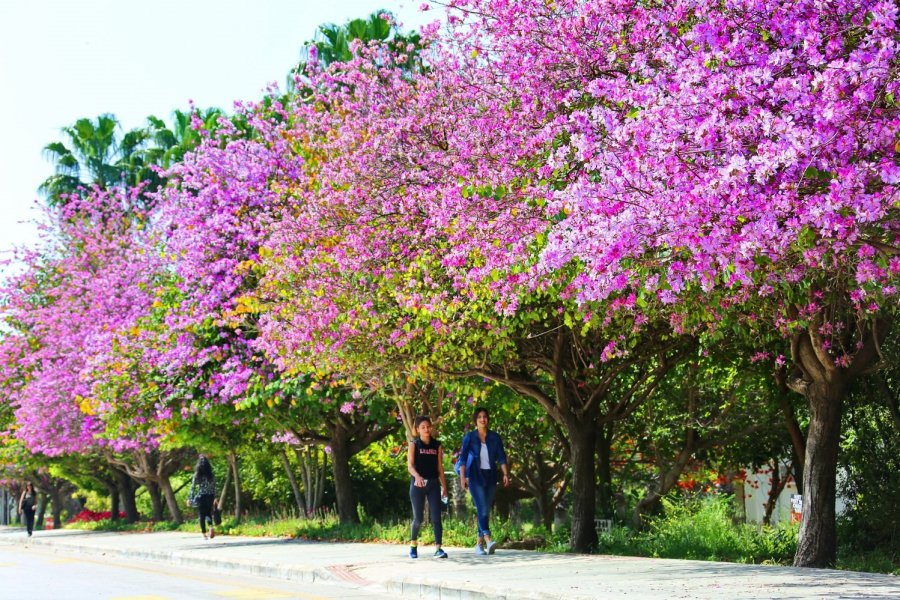 Akdeniz Üniversitesi Çevre Hizmet Ödülleri Açıklandı
