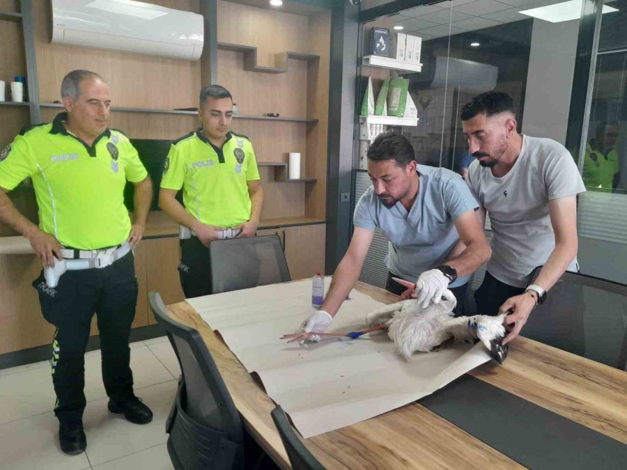 Yaralı Leyleğe Polisten Şefkat Eli