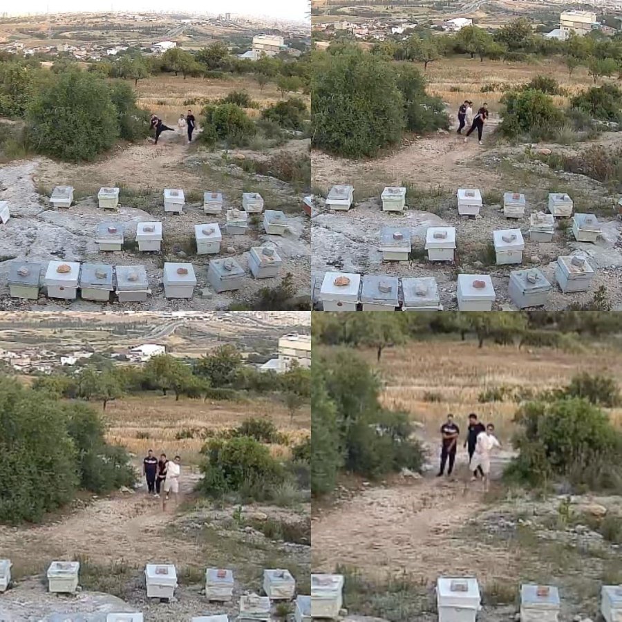 Arılara Taşlı Saldırı: Güvenlik Kamerası O Anları Kaydetti