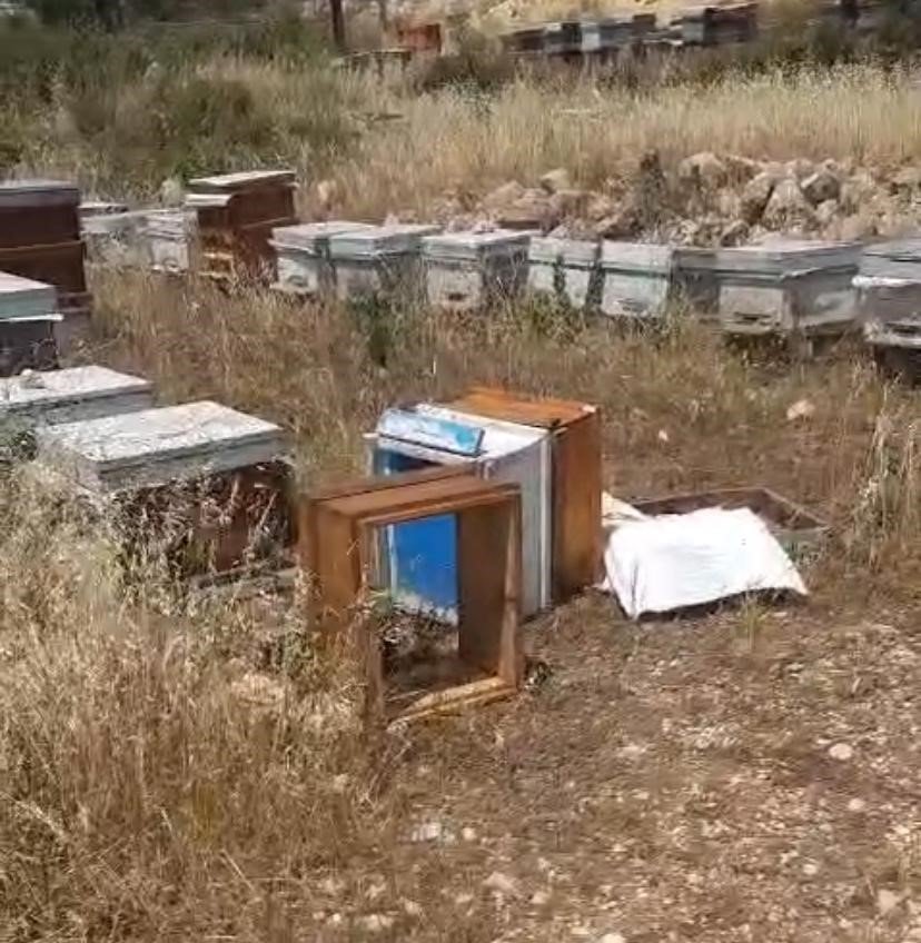 Arılara Taşlı Saldırı: Güvenlik Kamerası O Anları Kaydetti