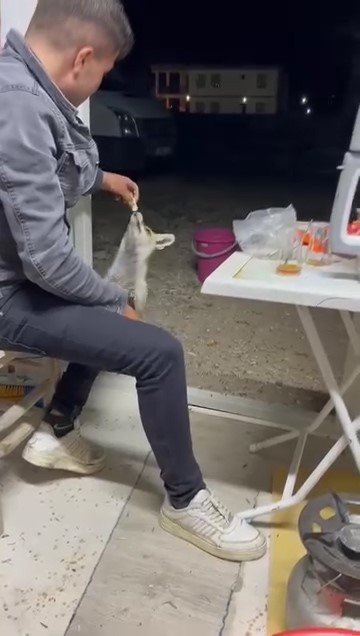 Aç Tilki Köye İndi, İnsanların Elinden Yiyecek Yedi