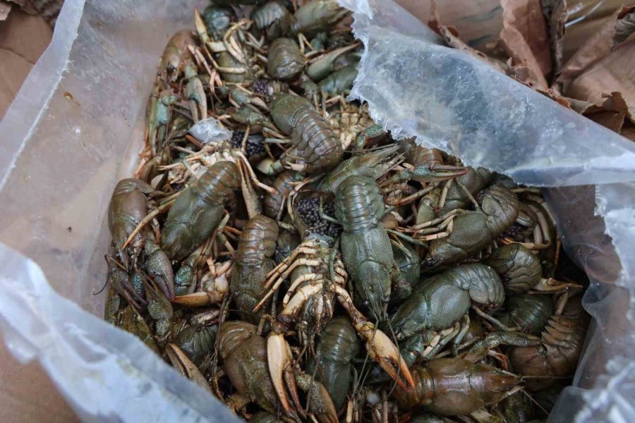 Antalya Terminalinde 300 Kilogram Kerevit, 40 Kilo Üreme Mevsiminde Av Yasağı Bulunan Mavi Yengeç Ele Geçirildi