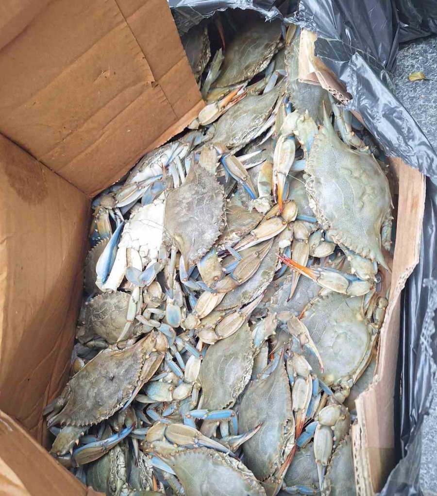 Antalya Terminalinde 300 Kilogram Kerevit, 40 Kilo Üreme Mevsiminde Av Yasağı Bulunan Mavi Yengeç Ele Geçirildi