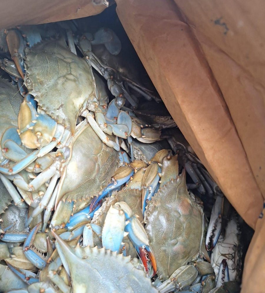 Antalya Terminalinde 300 Kilogram Kerevit, 40 Kilo Üreme Mevsiminde Av Yasağı Bulunan Mavi Yengeç Ele Geçirildi