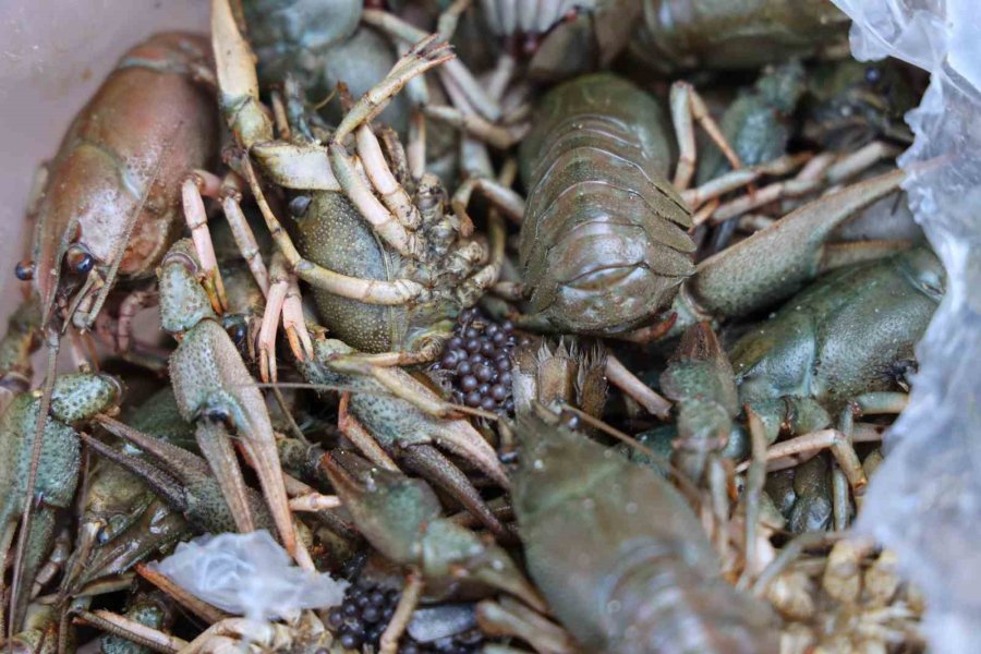 Antalya Terminalinde 300 Kilogram Kerevit, 40 Kilo Üreme Mevsiminde Av Yasağı Bulunan Mavi Yengeç Ele Geçirildi