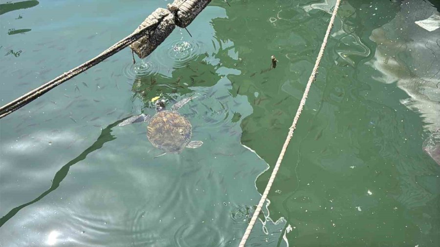 Kolay Beslenmeye Alışan Deniz Kaplumbağaları Balıkçı Barınağını Terk Etmiyor