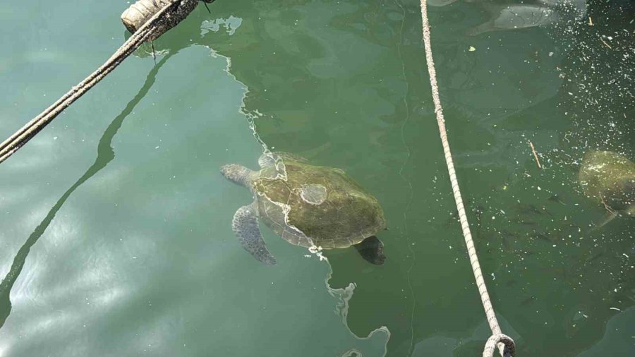 Kolay Beslenmeye Alışan Deniz Kaplumbağaları Balıkçı Barınağını Terk Etmiyor