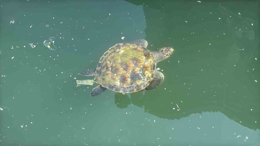 Kolay Beslenmeye Alışan Deniz Kaplumbağaları Balıkçı Barınağını Terk Etmiyor