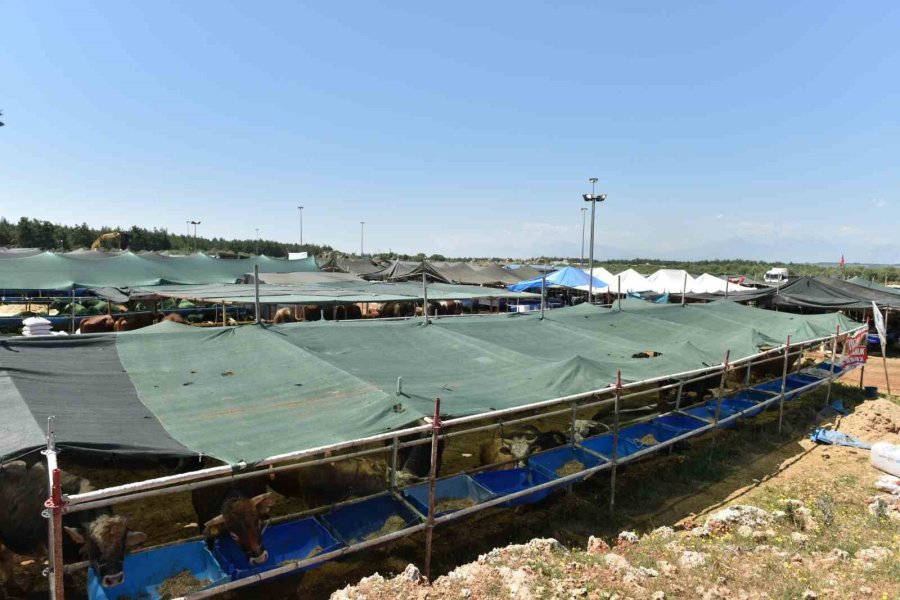 Kepez’de 2 Noktada Canlı Hayvan Pazarı Kuruldu