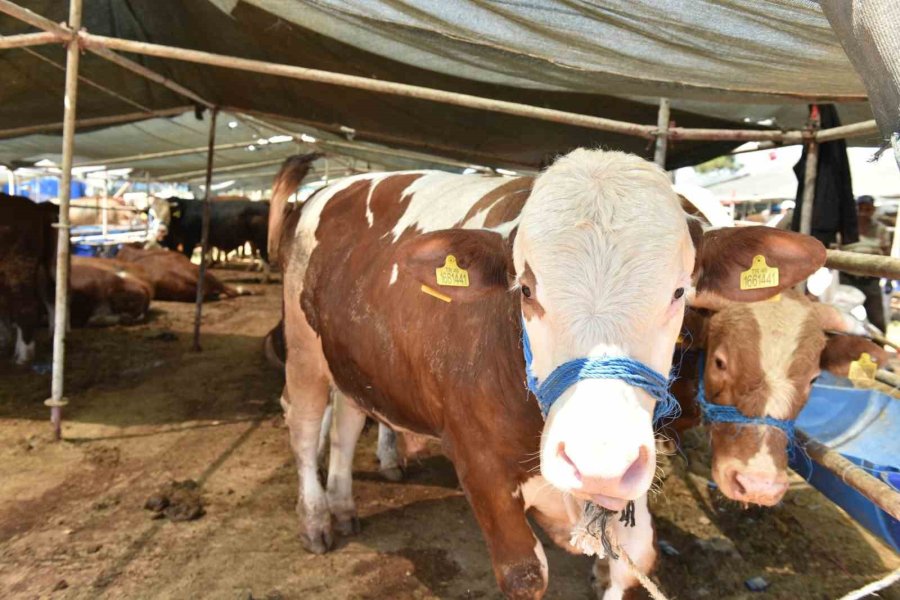 Kepez’de 2 Noktada Canlı Hayvan Pazarı Kuruldu